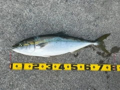 ブリの釣果