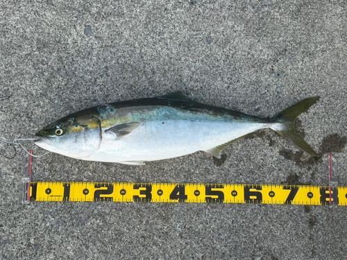 ブリの釣果