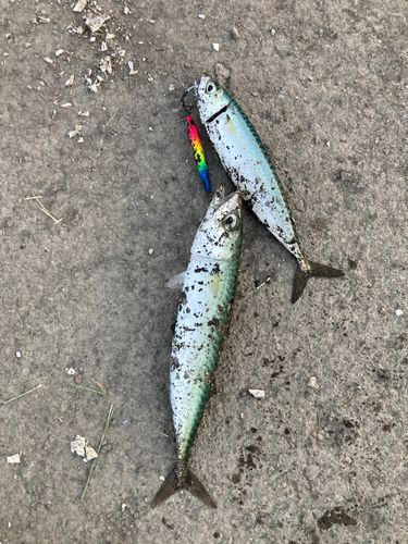 マサバの釣果