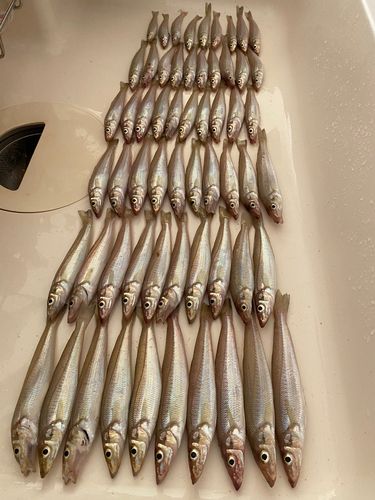 キスの釣果