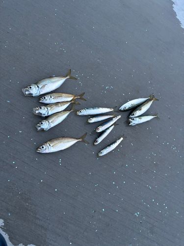 アジの釣果