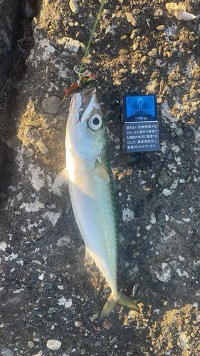 サバの釣果