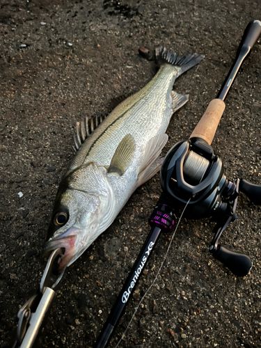 シーバスの釣果