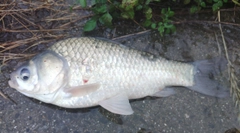 フナの釣果