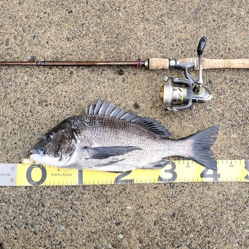 クロダイの釣果
