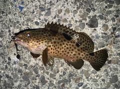 ノミノクチの釣果