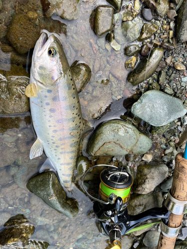 ヤマメの釣果