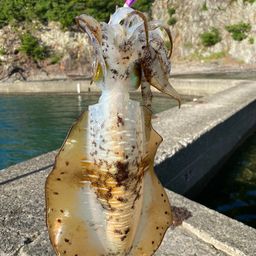 アオリイカ