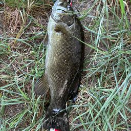 スモールマウスバス