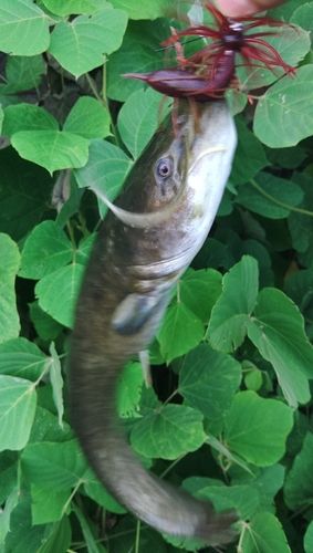 ナマズの釣果