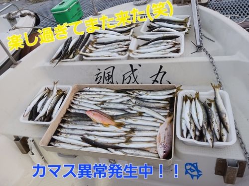 カマスの釣果