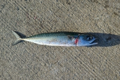 サバの釣果