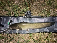 ナマズの釣果