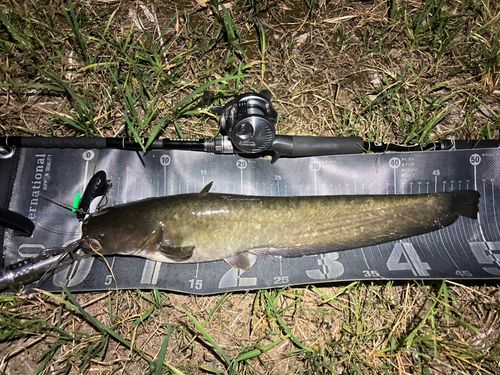 ナマズの釣果