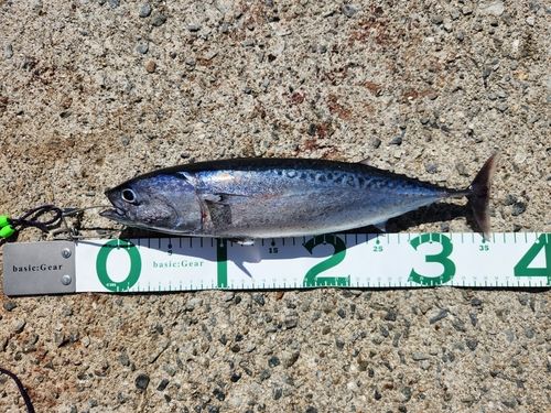 サバの釣果