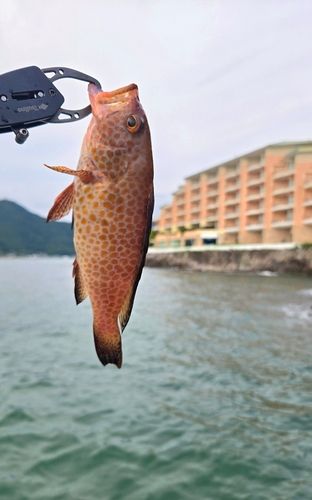 オオモンハタの釣果