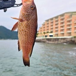 オオモンハタ
