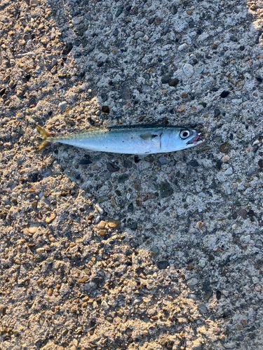 サバの釣果