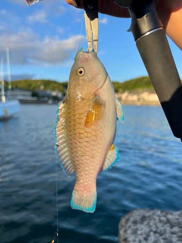 ノゴイの釣果