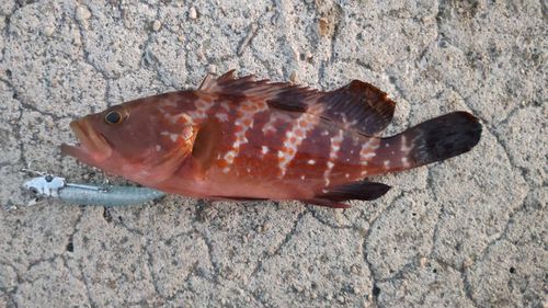 キジハタの釣果