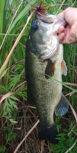 ブラックバスの釣果