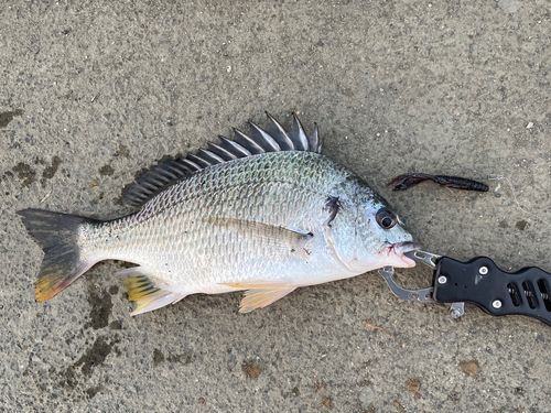 キビレの釣果