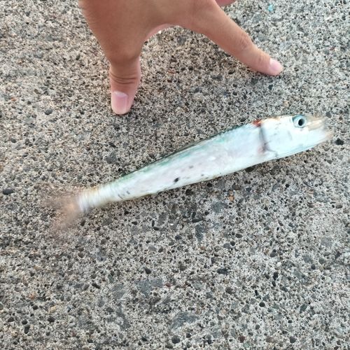 イワシの釣果