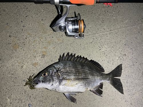 クロダイの釣果