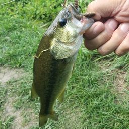 ラージマウスバス