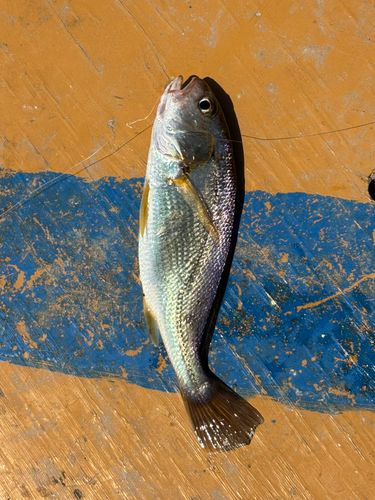 イシモチの釣果