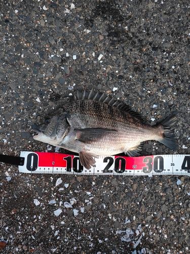 クロダイの釣果