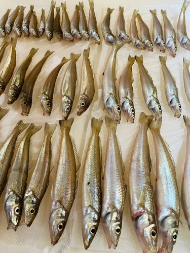 キスの釣果
