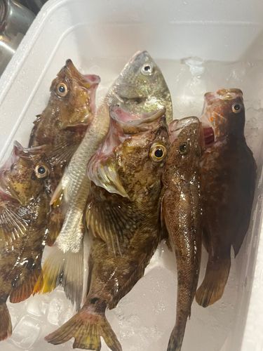 カサゴの釣果