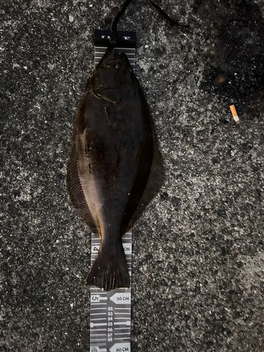 ヒラメの釣果