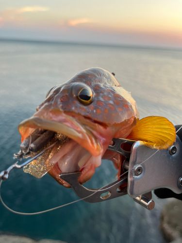 キジハタの釣果