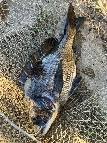 チヌの釣果