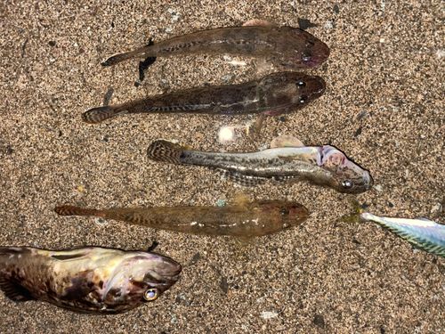 マハゼの釣果