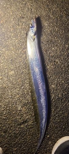 タチウオの釣果