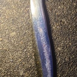タチウオ
