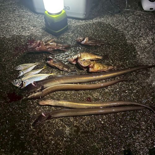 アナゴの釣果