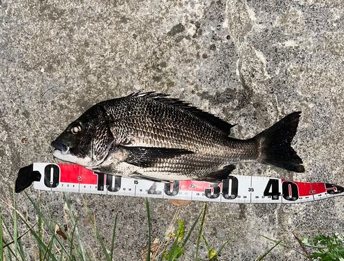 チヌの釣果