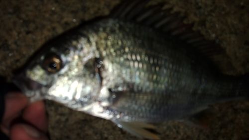 キビレの釣果
