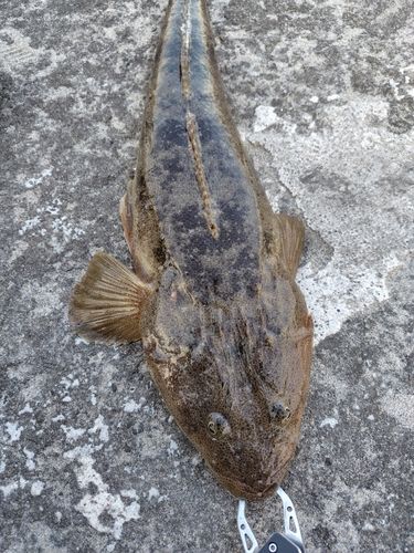 マゴチの釣果