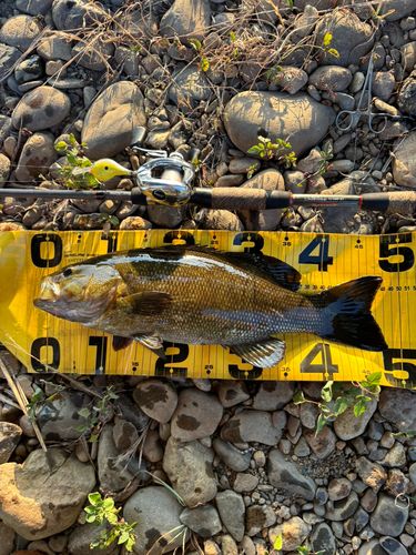 スモールマウスバスの釣果