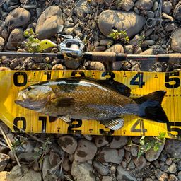 スモールマウスバス