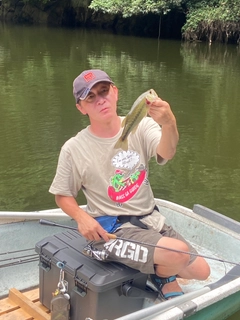 ブラックバスの釣果