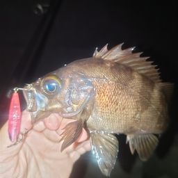 メバル