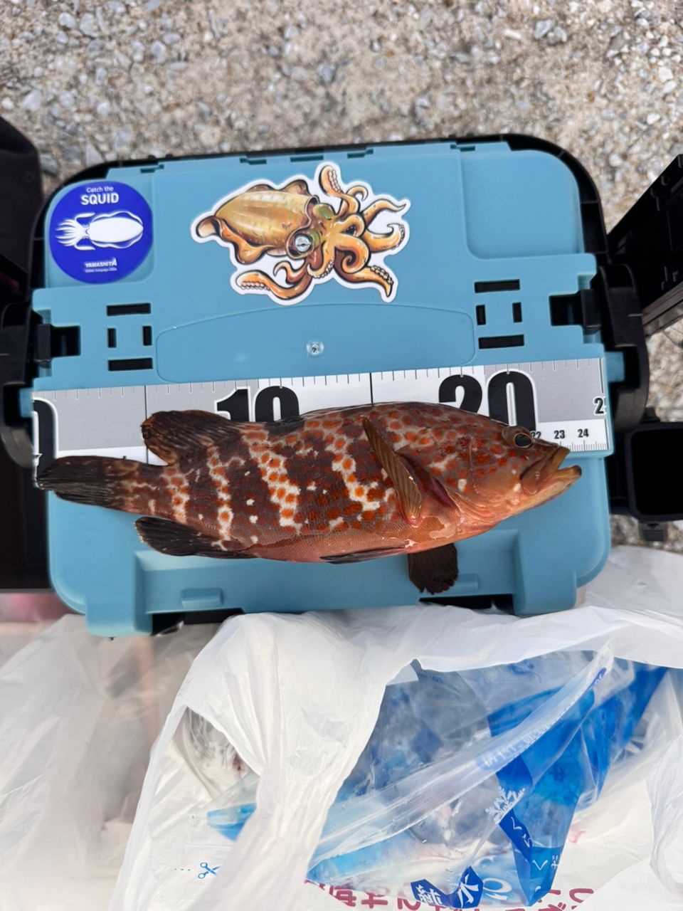 シーバス