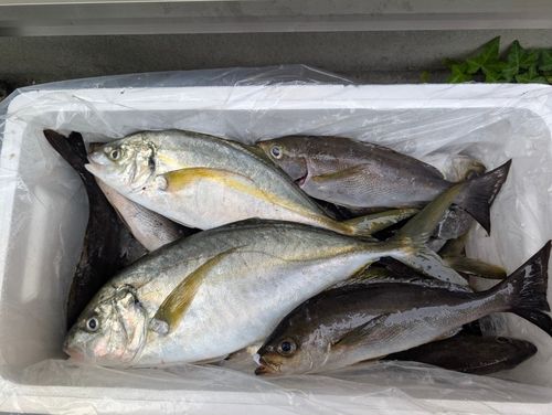 シマアジの釣果