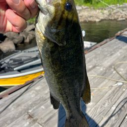 スモールマウスバス